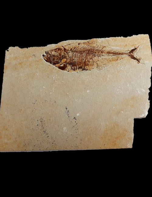 Poisson fossile Diplomystus dentatus