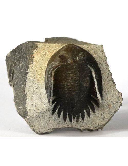 Fossile Trilobite sur matrice - rare
