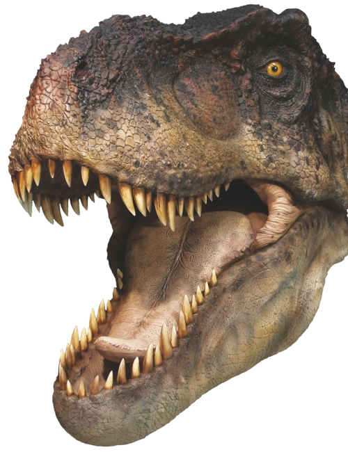 T-Rex Life Size - Taille réelle
