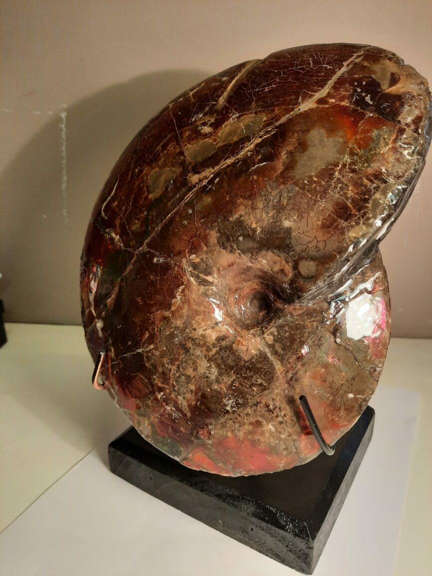 AMMONITE AMMOLITE 1