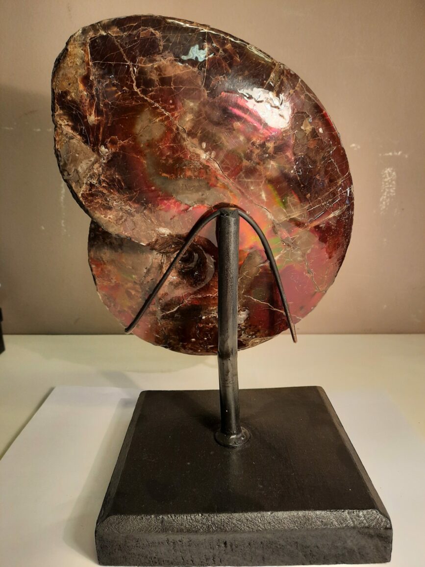 AMMONITE AMMOLITE 2
