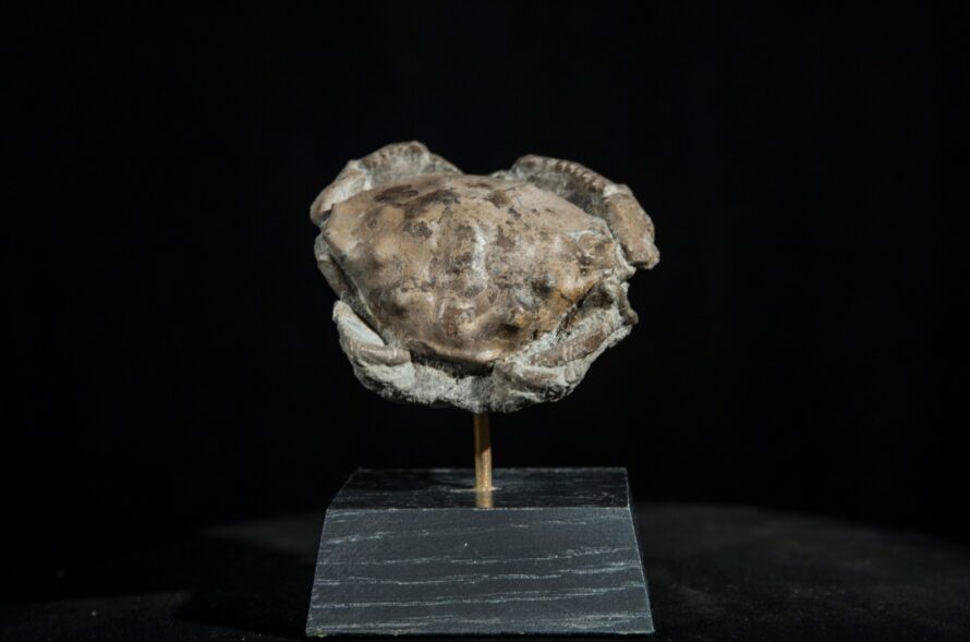 Crabe sur socle – Image 2