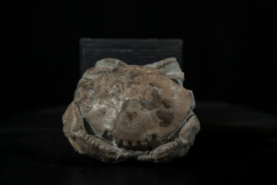 Crabe sur socle – Image 3