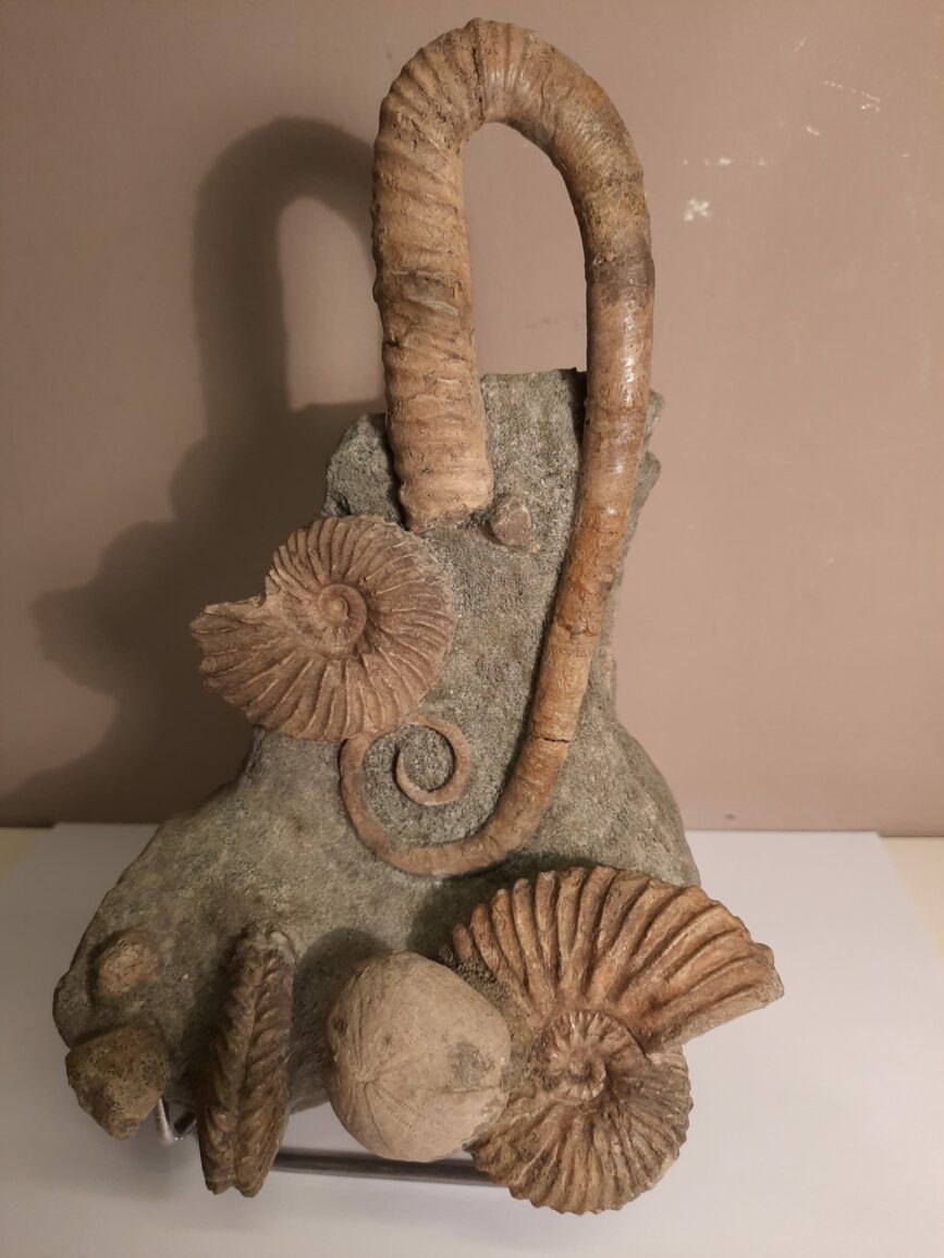 Bloc avec ammonites et oursin