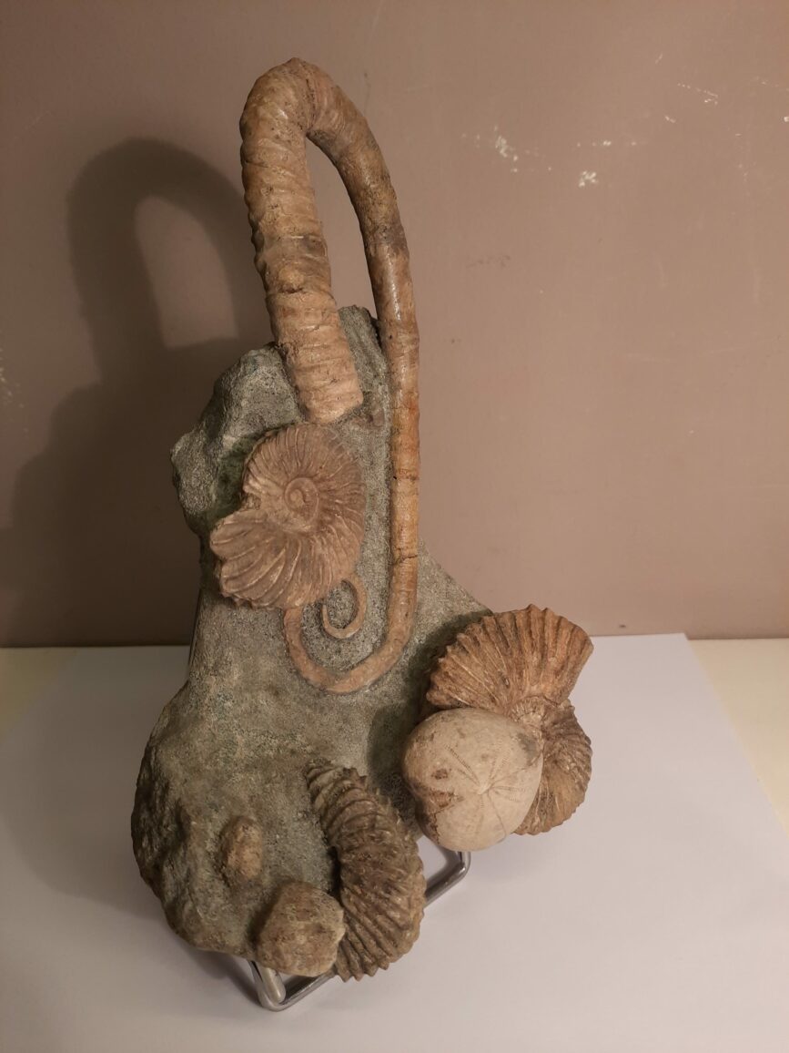 Bloc avec ammonites et oursin – Image 2