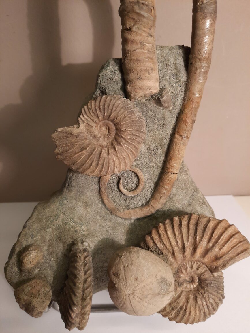 Bloc avec ammonites et oursin – Image 4