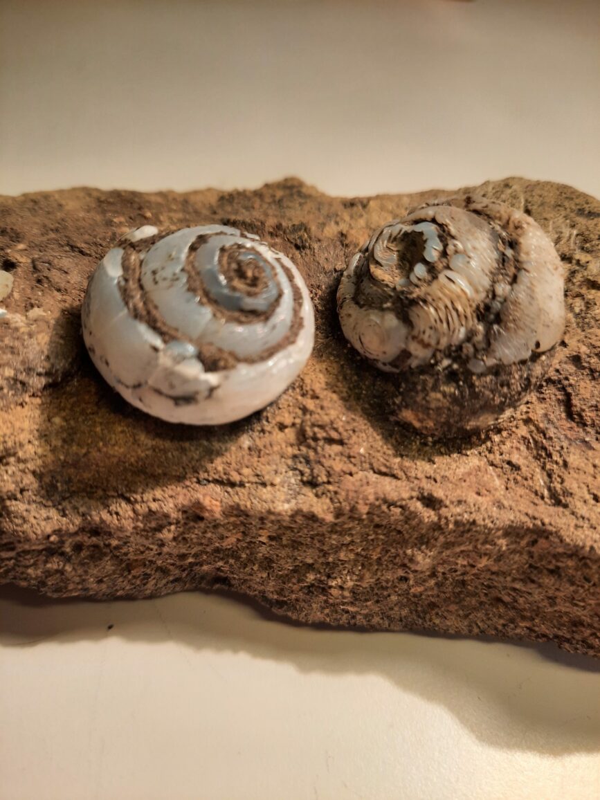 Helix Lussatite – Image 2