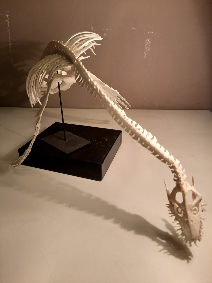 Origami d'Elasmosaure