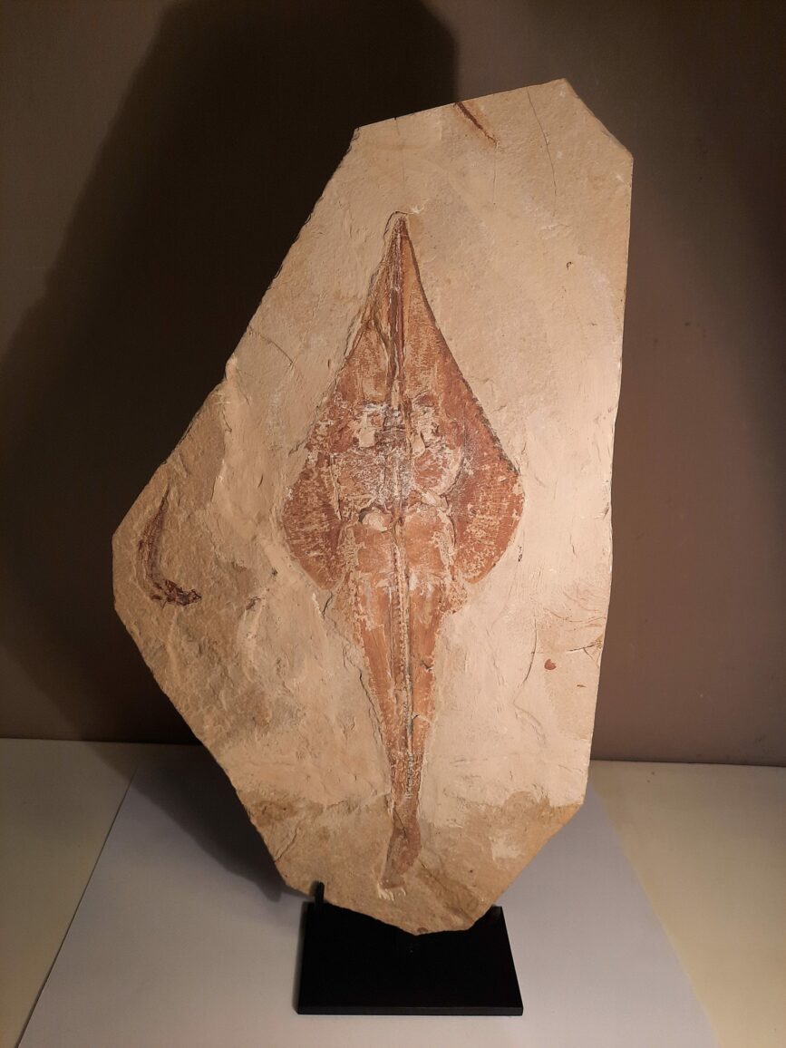 Raie fossile