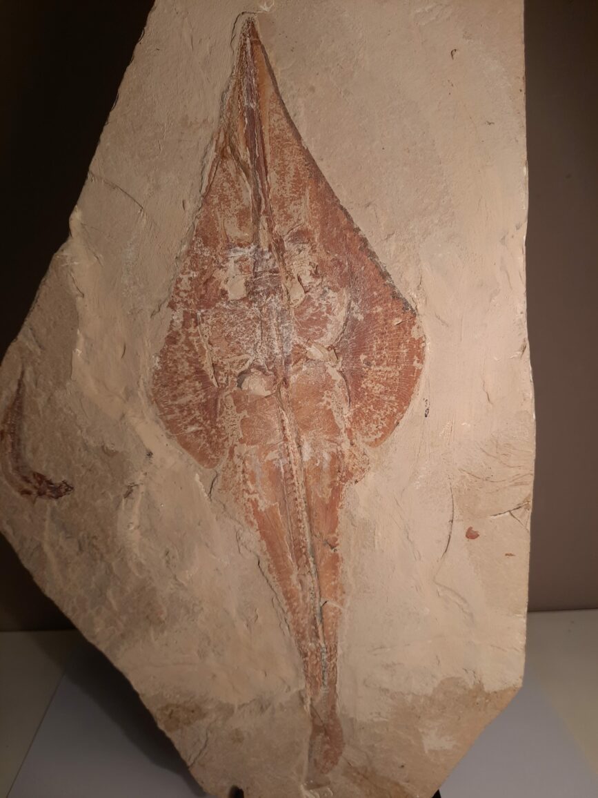 Raie fossile – Image 2
