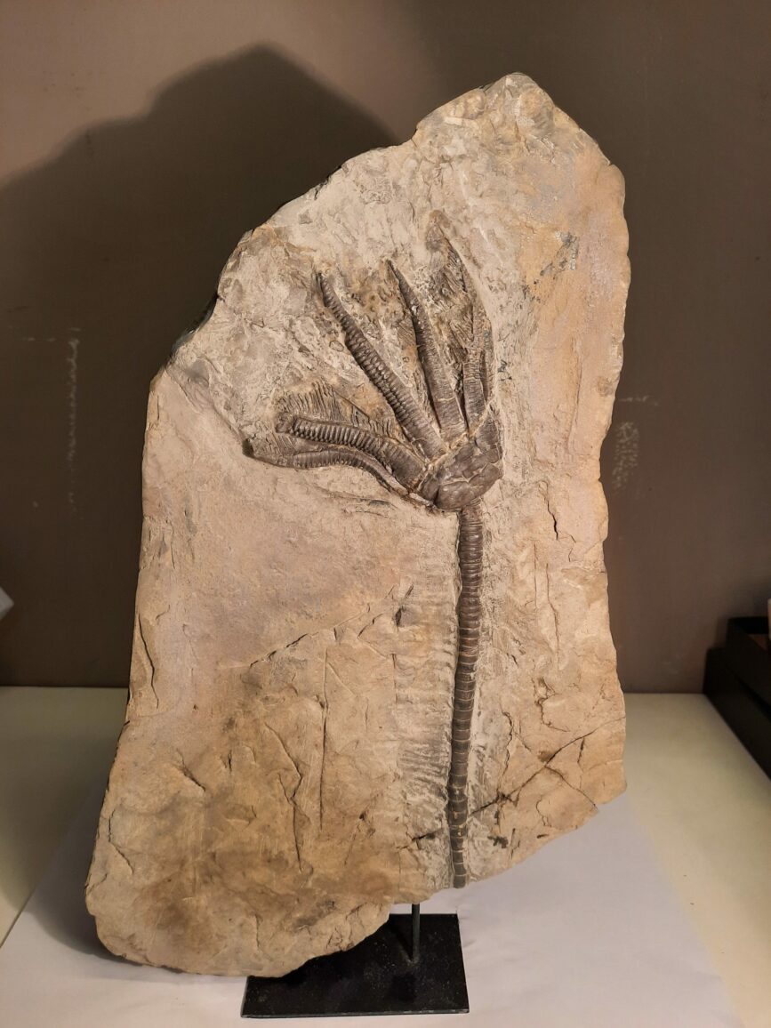 encrinus liliformis 1
