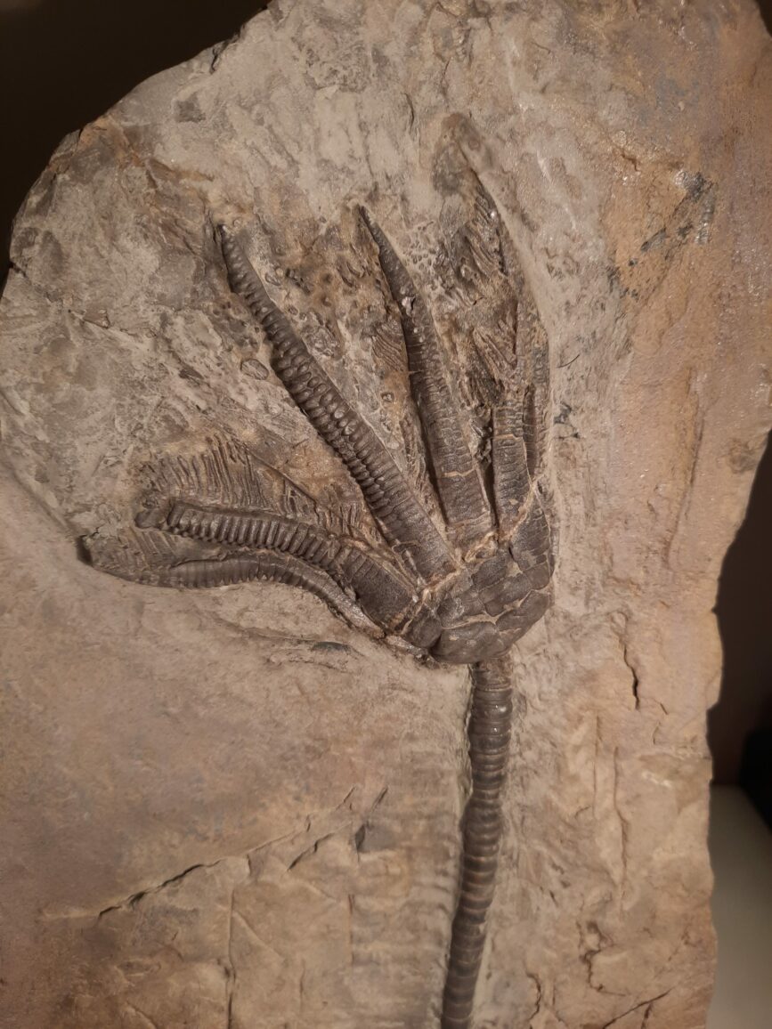 encrinus liliformis 2