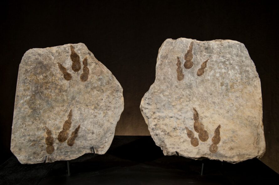 Double traces de pas de dinosaure, empreinte et contre empreinte